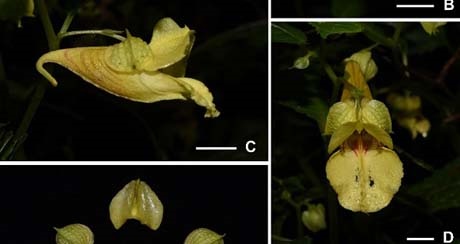 泡萼凤仙花(Impatiens bullatisepala G.W. Hu, Y.Y. Cong & Q.F. Wang）.jpg