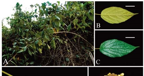 Premna mwadimei sp. nov.jpg