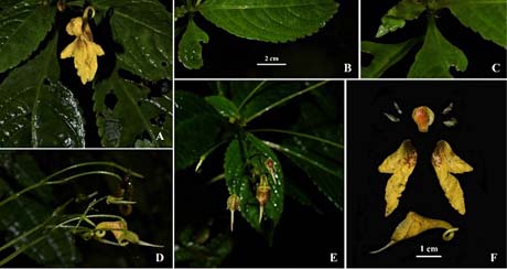 图1. 长芒凤仙花Impatiens longiaristata S. Peng, G. W. Hu & Q. F. Wang.jpg