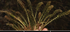 图 1. Hydrostachys flabellifera G.W. Hu, Zhun Xu & Q.F. Wang.png