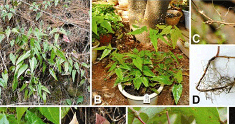 图 1. 昭通淫羊藿（Epimedium zhaotongense G. W. Hu）.png