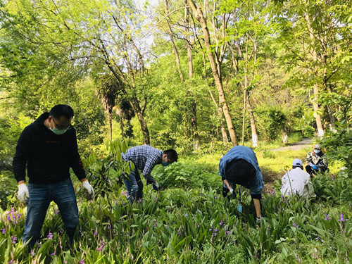 园艺中心人员开展药园除草劳动_副本.jpg